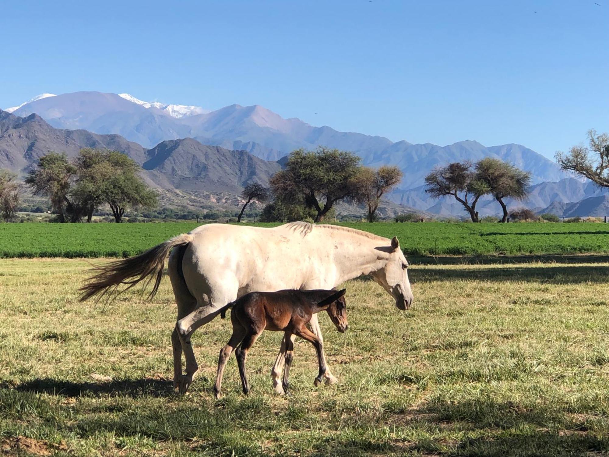 Estancia Banda Grande - Horse & Hiking Safaris Молинос Экстерьер фото
